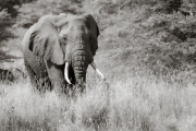 Elephant, Lake Manyara