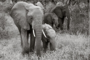 Elephants, Lake Manyara