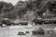 Elephants crossing the Grumeti River, Serengeti