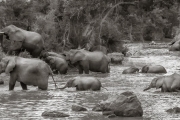 Elephants crossing the Grumeti River, Serengeti