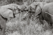 Elephants greeting, Lake Manyara