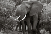 Elephants, Serengeti