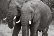 Elephants, Serengeti