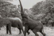Elephants, Serengeti