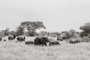 Elephants, Serengeti