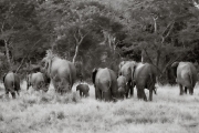 Elephants, Serengeti