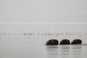 Hippos, Ngorongoro Crater