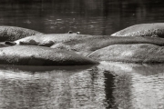 Hippos, Serengeti