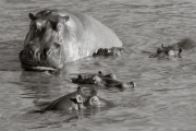 Hippos at Retina, Serengeti