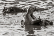 Hippos at Retina, Serengeti