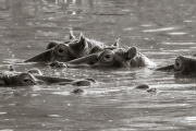 Hippos at Retina, Serengeti