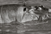 Hippos at Retina, Serengeti