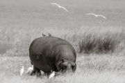 Hippo, Lake Manyara