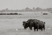 Cape Buffalo, Lake Manyara