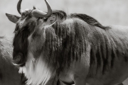 Wildebeest, Ngorongoro Crater