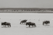 Wildebeest, Ngorongoro Crater