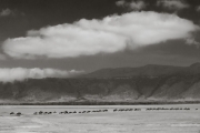 Wildebeest, Ngorongoro Crater