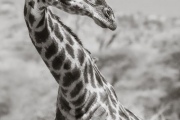 Giraffe, Serengeti