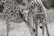 Giraffes, Serengeti