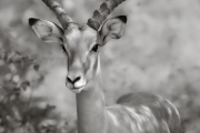 Impala, Serengeti