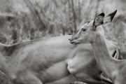 Impala, Lake Manyara