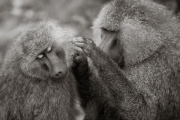 Baboons, Lake Manyara