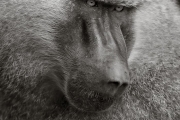 Baboon, Lake Manyara