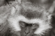 Vervet Monkey, Lake Manyara