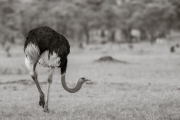 Ostrich, Serengeti