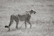 Cheetah, Ngorongoro Crater