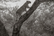 Lioness, Serengeti