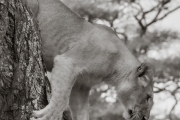 Loness, Serengeti