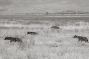 Hyenas, Serengeti