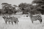 Zebras, Serengeti