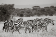 Zebras, Serengeti