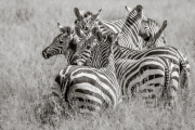 Zebras, Serengeti