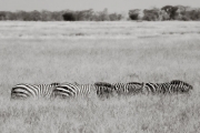 Zebras, Serengeti