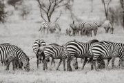 Zebras, Serengeti