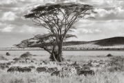 Zebras, Serengeti