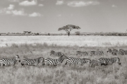 Zebras, Serengeti