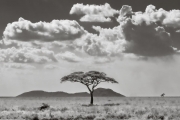 Acacia and hills, Serengeti