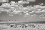 Zebras, Serengeti