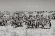 Zebras, Serengeti