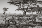 Zebras, Serengeti