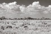 Zebras, Serengeti