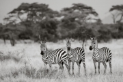 Zebras, Serengeti