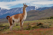 guanaco