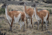 guanacos