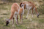 guanacos