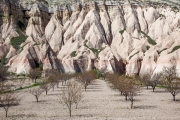 orchard, Cappadocia